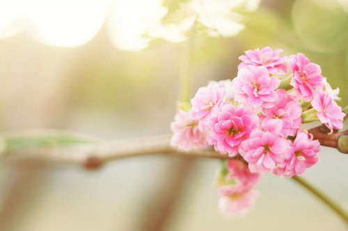 牵牛花的比喻句12句
