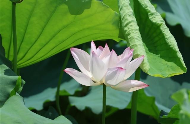 带夏字的唯美网名(精选209个) 带夏字的唯美网名(精选209个)