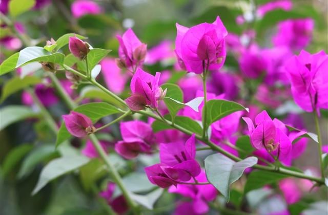 带夏字的唯美网名(精选209个) 带夏字的唯美网名(精选209个)