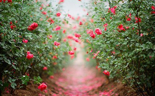 70大寿生日祝福经典优美句子