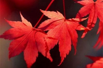 ​2026你好最新走心文案说说(精选96句)