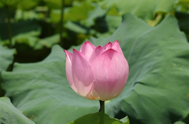 带紫字的仙气昵称(共89个)