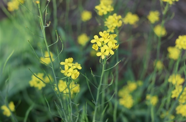 2字id很少人用古风(共121个)
