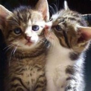 ​打动女孩子哭的真心话500字