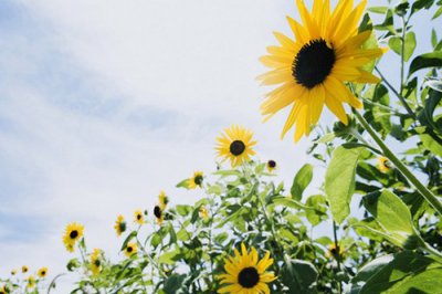 ​排比句秋景22句