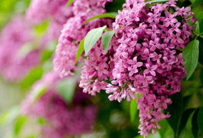 ​七夕情人节单身朋友圈文案