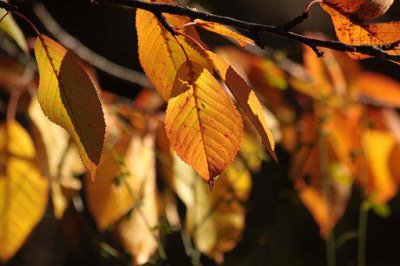 ​描写秋天的好句 秋天的句子短句唯美