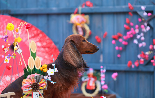 关于繁华落尽的唯美句子大全 一抹繁花唯美句子
