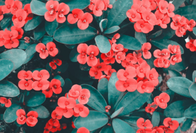 ​杜甫说的名人名言通用