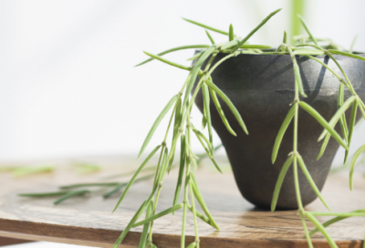 ​芒种朋友圈文案