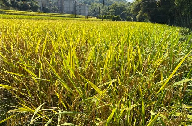 古风情侣cp名字(优选75个)