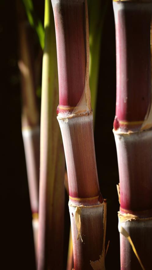 描写天气好的语句 形容好天气的句子