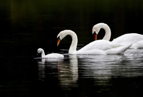 1708262379842027.png image.png